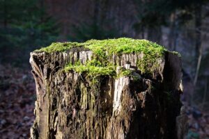 stump-grinding-640x480-32739990.jpeg