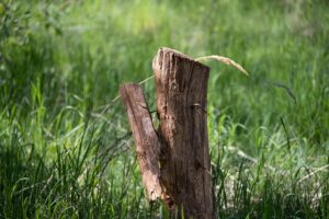 stump-grinding-640x480-38282962.jpeg