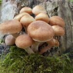 Efficient Stump Removal Vancouver WA Services: Your Guide
