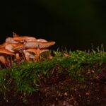 Preserving Vancouver WA’s Trees: Comprehensive Urban Conservation Strategies