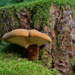 Portland OR Stump Grinding: Enhance Your Lawn’s Beauty