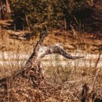Portland OR Stump Grinding: Power Tools for Efficient Tree Care