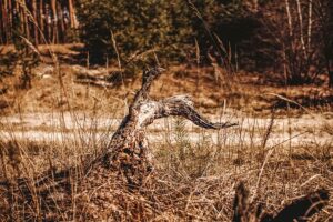 stump-grinding-640x480-60623495.jpeg