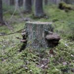 Vancouver WA Stump Grinding: Expert Tips for Safe Removal