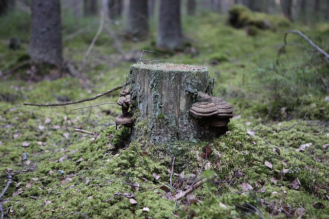 stump-grinding-640x480-65486736.jpeg