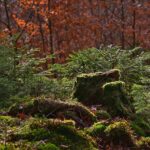 Stump Grinding Insurance: Protecting Portland OR Professionals