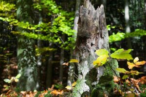 stump-grinding-640x480-73700711.jpeg