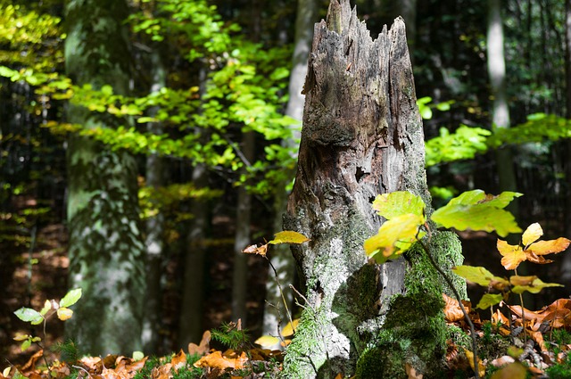 stump-grinding-640x480-73700711.jpeg