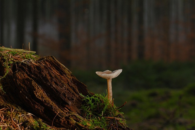 stump-grinding-640x480-79541949.jpeg