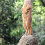 Portland OR Stump Grinding: Revitalize Your Landscape Today