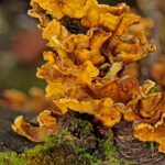 Grind Stumps Effortlessly: Portland OR Stump Grinding Guide