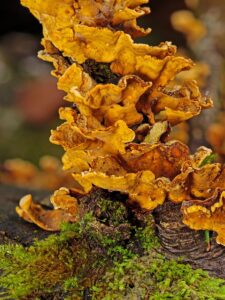 stump-grinding-640x480-86376726.jpeg