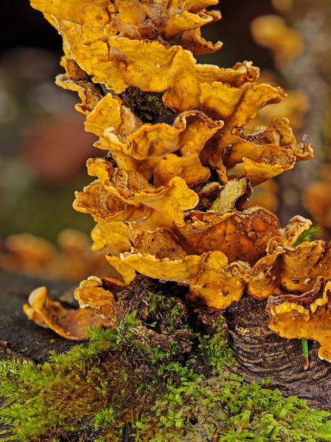 stump-grinding-640x480-86376726.jpeg
