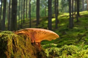 stump-grinding-640x480-87072688.jpeg