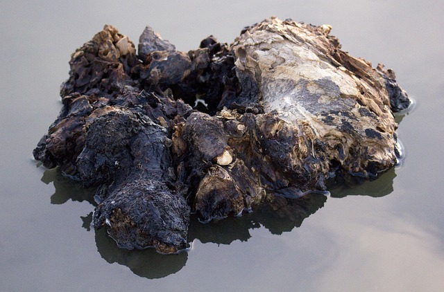 stump-grinding-640x480-88337920.jpeg