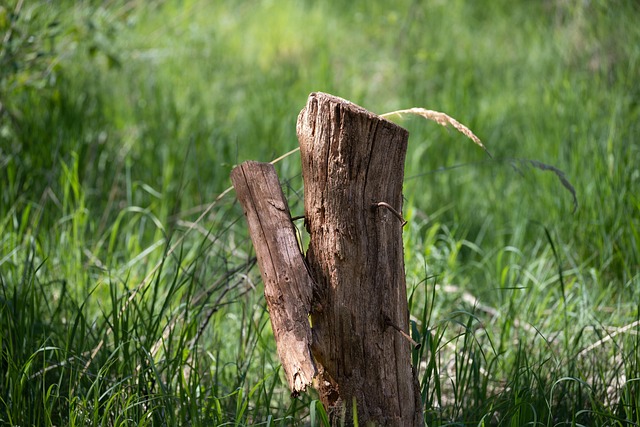 stump grinding