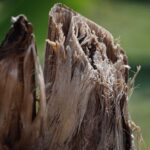 Grind Stumps Efficiently: Portland OR Stump Grinding Services