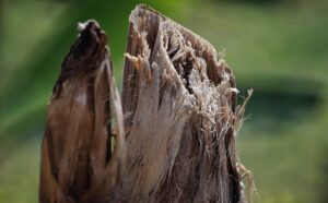 stump-grinding-640x480-92536816.jpeg