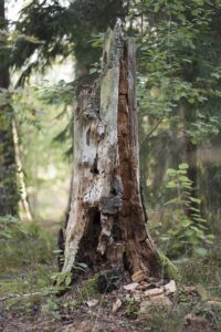 stump-grinding-640x480-94444843.jpeg