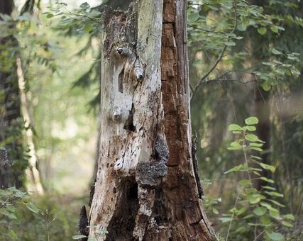 stump-grinding-640x480-94444843.jpeg