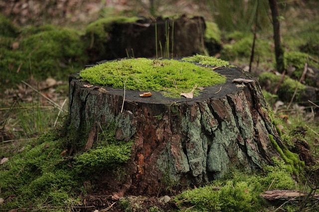 stump grinding