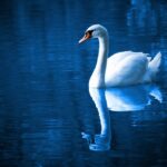 Swimming Event Prep: From Requirements to Guest Engagement