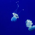 Safeguarding Swimmers: UV Protection in Swimming Equipment