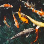 Efficient Storage Solutions for Swimming Equipment