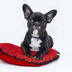 Buckwheat Hulls: Eco-Friendly Comfort for Throw Pillow Inserts