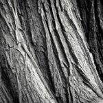 Portland OR Tree Removal: Sustainable Woodlot Management Guide