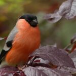Portland OR Tree Removal: Essential Equipment & Future Trends