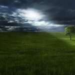 Vancouver WA Tree Removal: Expert Guidance for Safe Clearance