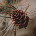 Root Systems Analysis: Essential for Portland OR Tree Removal Decisions