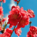 Portland OR Tree Removal: Mitigating Risks with Experts