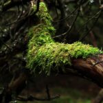 Planting New Life: Portland OR Tree Removal & Renewal