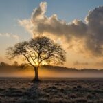 Vancouver WA Tree Services: Emergency Preparedness and Response