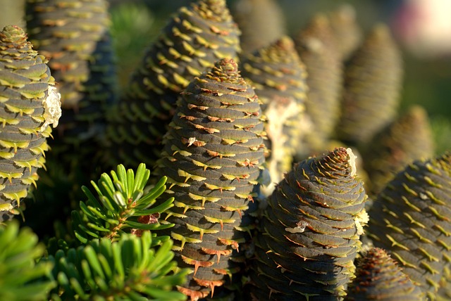 tree-services-640x480-68834525.jpeg