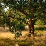 Mastering Vancouver WA Tree Trimming: Safety & Expertise