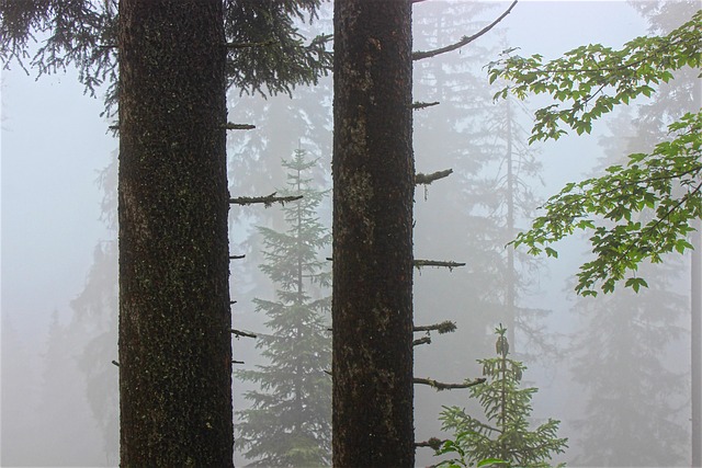 tree trimming