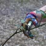 Mastering Portland OR Tree Trimming: Seasonal Care for Healthy Trees