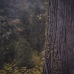 Vancouver WA Tree Trimming: Safe Branch Removal & Post-Care Guide