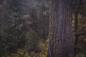 tree-trimming-640x480-16282878.jpeg