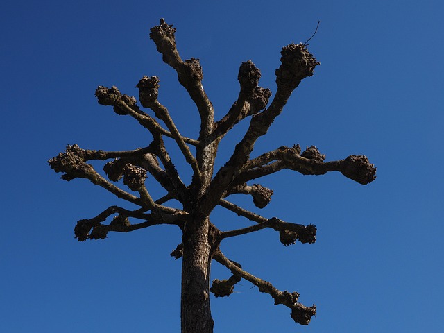 tree trimming