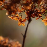 Native Tree Trimming: Vancouver WA’s Urban Green Secret