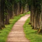Mastering Portland OR Tree Trimming: Complete Branch Removal Guide