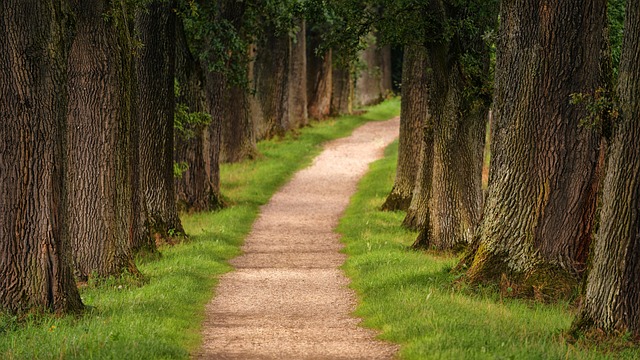 tree-trimming-640x480-67580524.jpeg