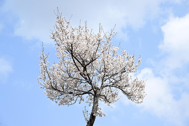 tree trimming