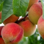 Sustainable Tree Trimming in Portland OR: Comprehensive Guide