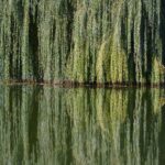 Portland OR Tree Trimming: Essential Guide for Emergency Response
