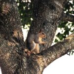 Portland OR Tree Trimming: Expert Guidance for Healthy Growth
